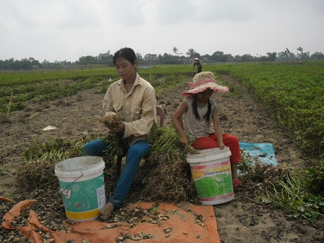 Dù đã học lớp 6 nhưng Nga còi cọc nhỏ thó như đứa trẻ tiểu học vì em sớm vất vả