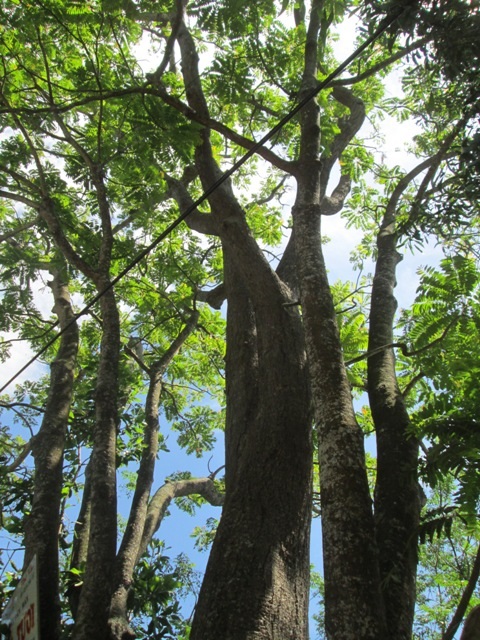 Cây thanh thất tọa lạc phía ngoài cổng đền.