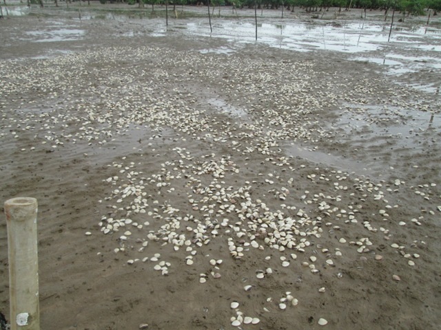 Ngao chết trắng đồng