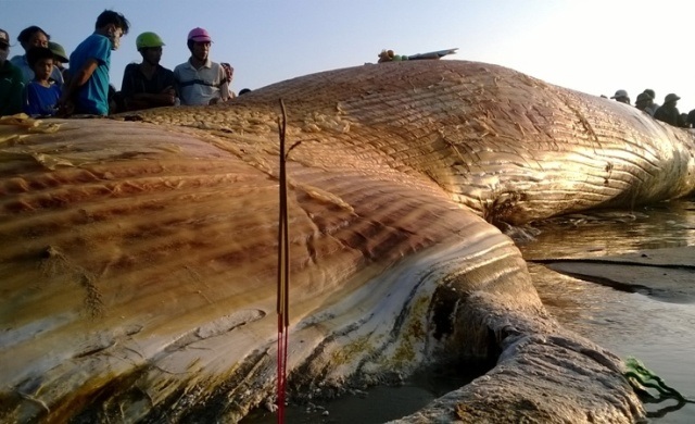 Tiến hành trục vớt cá