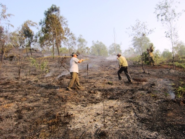 Rừng keo, bạch đàn bị cháy rụi sau hỏa hoạn