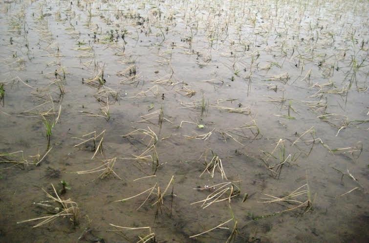 Hàng chục ha lúa mới cấy bị chết rét