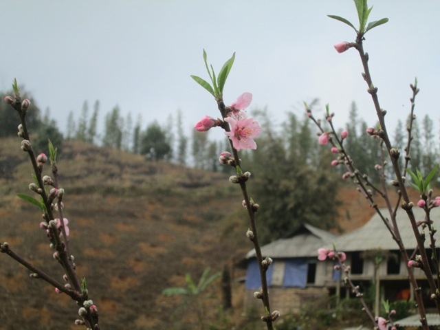 Dù còn gần 1 tháng nữa mới đến Tết nguyên đán nhưng hoa đào trên Cao Sơn đã nở rộ