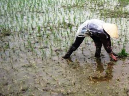 Nông dân đang phải đi chắp vá những chỗ lúa bị chết