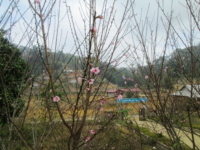 Dù còn gần 1 tháng nữa mới đến Tết nguyên đán nhưng hoa đào trên Cao Sơn đã nở rộ