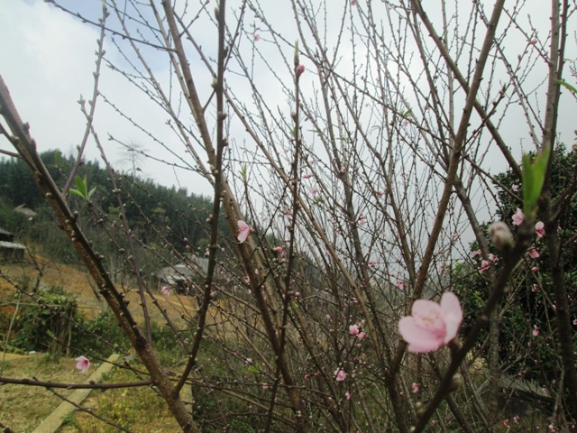 Dù còn gần 1 tháng nữa mới đến Tết nguyên đán nhưng hoa đào trên Cao Sơn đã nở rộ