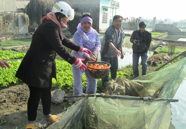 Cá ông Táo đang được vớt lên để mang đi bán