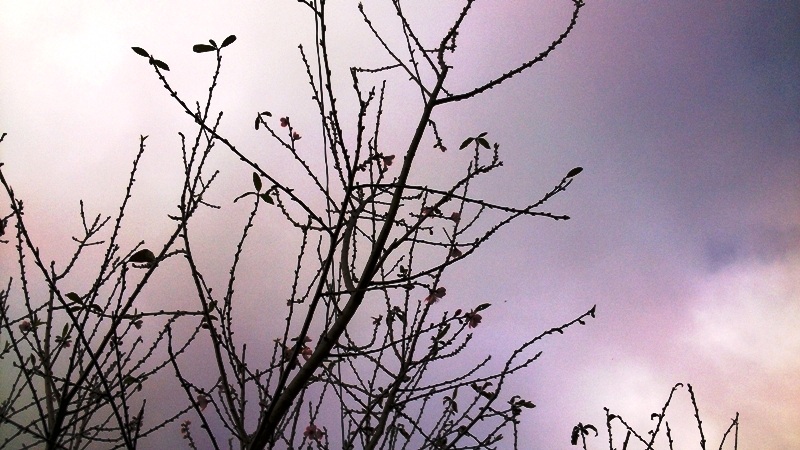 Trên từng triền đồi, bờ ruộng, hiên nhà... đào rừng đua nhau bung nở