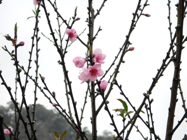 Trên từng triền đồi, bờ ruộng, hiên nhà... đào rừng đua nhau bung nở