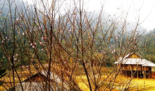 Trên từng triền đồi, bờ ruộng, hiên nhà... đào rừng đua nhau bung nở