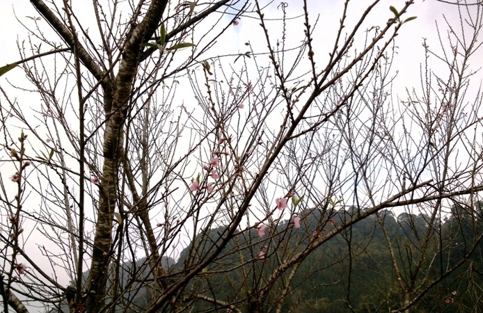 Trên từng triền đồi, bờ ruộng, hiên nhà... đào rừng đua nhau bung nở