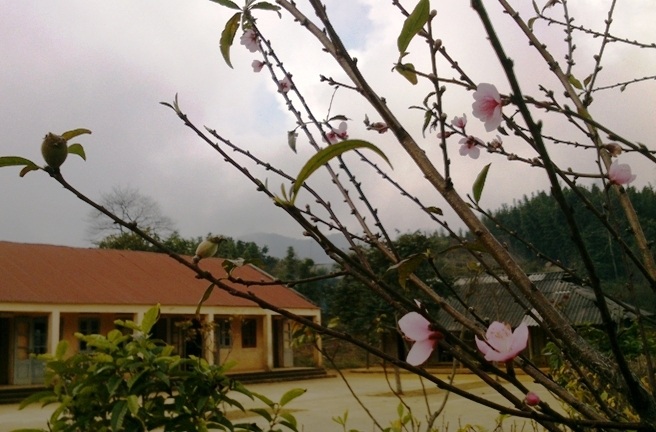 Trường phổ thông Cao Sơn là nơi trồng nhiều hoa đào nhất trên mảnh đất Son Bá Mười
