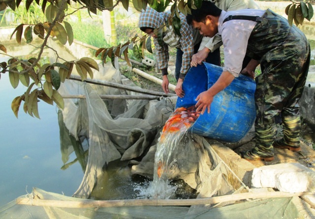 Một trang trại cá gấp rút kiểm hàng cho ngày buôn bán cuối cùng trước tết ông Công.