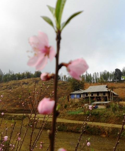 Dù còn gần 1 tháng nữa mới đến Tết nguyên đán nhưng hoa đào trên Cao Sơn đã nở rộ