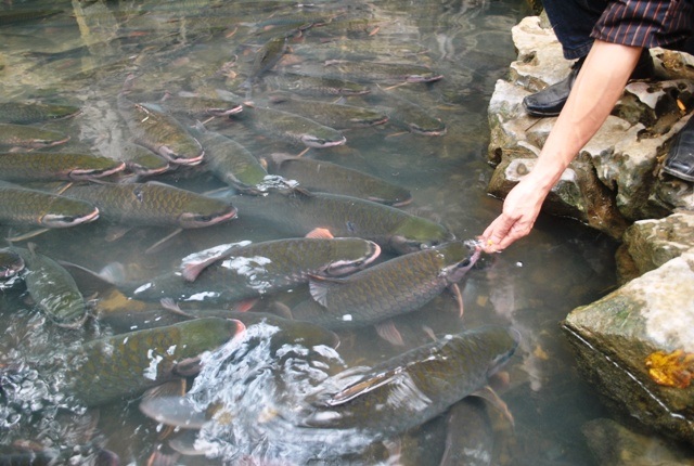 Du khách thỏa thích ngắm đàn cá thần.