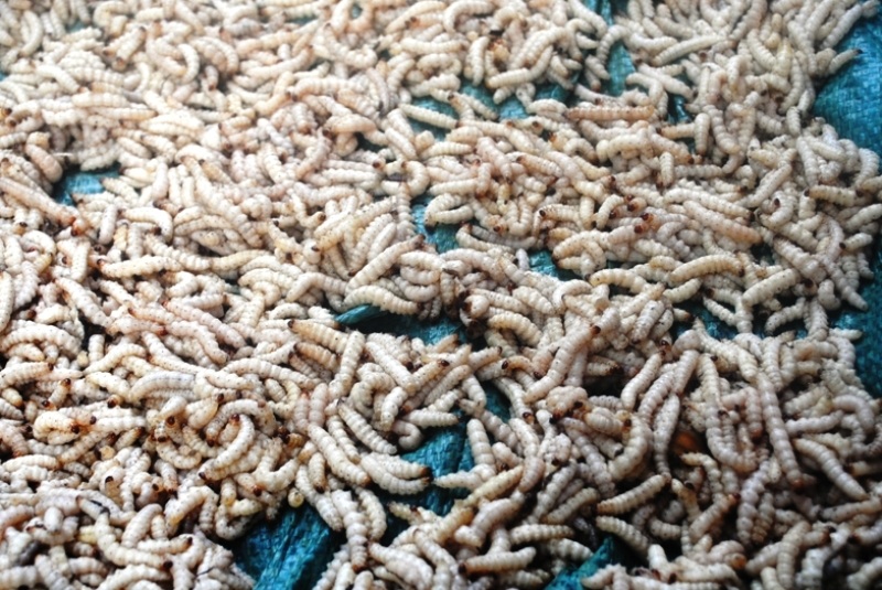 Sâu măng vừa được bắt trên rừng về