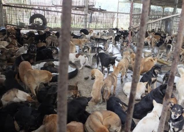 Năm 2014, toàn tỉnh Thanh Hóa chỉ mới có hơn 3000 con chó được tiêm phòng dại