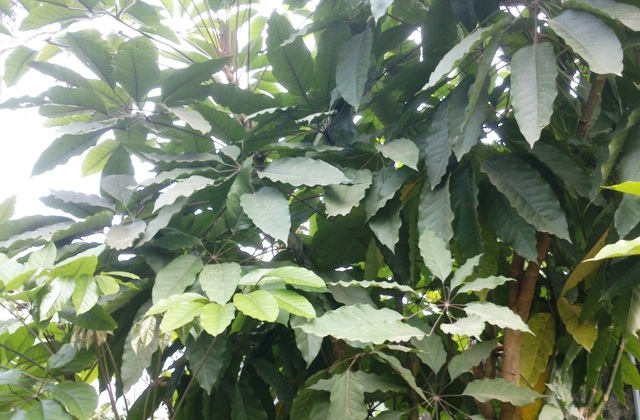 Đặc sản canh đắng, món ăn dân dã ngày Tết - 1 Cây lá đắng thường mọc ở các đồi núi thấp miền núi Thanh Hóa