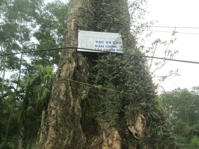 Cây Gạo 300 năm tuổi chết khiến dân làng tiếc thương