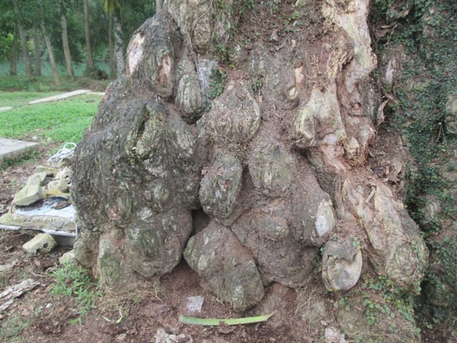 Với độ tuổi hơn 300 năm, gốc cây có rất nhiều những ụ cục xù xì 