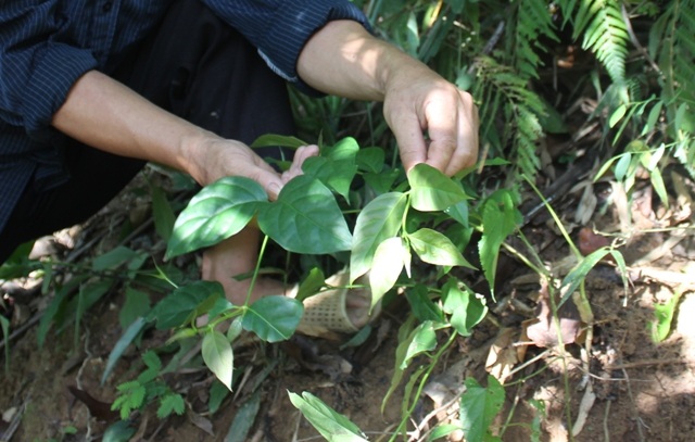 Cây lá ngón cướp đi không biết bao nhiêu sinh mạng người H'Mông