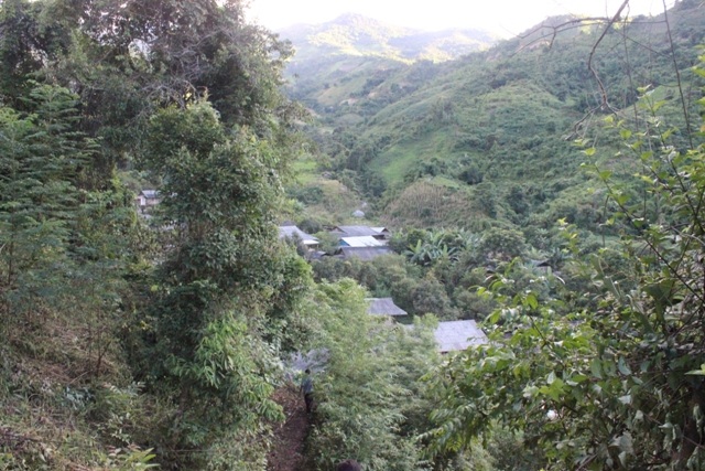 Ma ngón có thể mọc khắp các bản ở núi rừng vùng cao