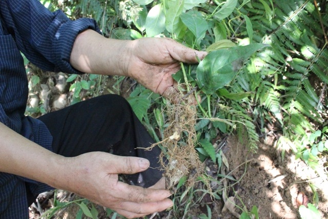 Mặc dù bị nhổ tận gốc nhưng một thời gian sau, cây lá ngón mới lại mọc lên