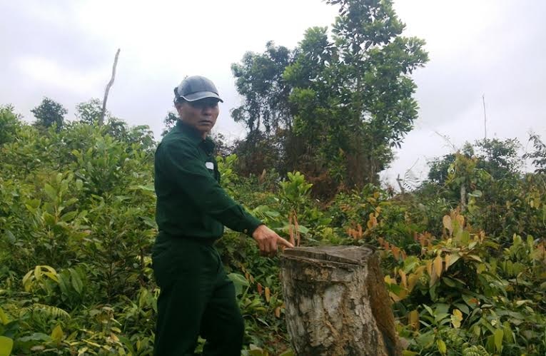 Ông Nguyễn Hữu Tư xót xa trước việc rừng bị chặt phá