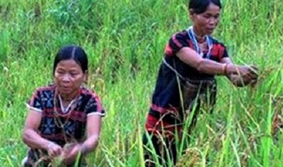 Hành trình đỏ mắt tìm “hạt ngọc” giữa Trường Sơn - 1 Những rẫy đệp
a-hăm, đệp cù -cha của người