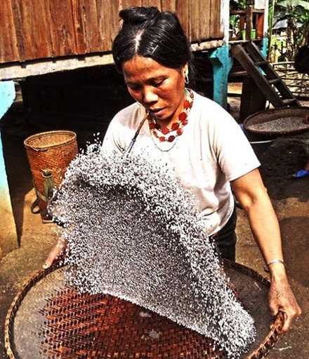 Hành trình đỏ mắt tìm “hạt ngọc” giữa Trường Sơn - 3 Những rẫy đệp
a-hăm, đệp cù -cha của người