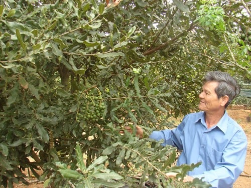 Hiện tại Việt Nam có khoảng 2000 ha trồng mắc ca với 10 loại khác nhau.