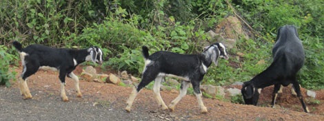 Cổ nhân ghi nhận
lá dâm dương hoắc có tác dụng bổ dương là món khoái khẩu của loài dê.