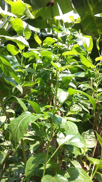 Lá dâm bụt thường
được dùng làm giả dâm dương hoắc.