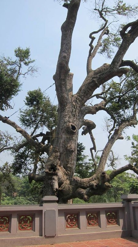 Tiếng kêu cứu của “cụ cây” già nhất Việt Nam - 2 Thân cây bị sâu mọt đục khoét, thiếu chất dinh dưỡng nên nhiều cành bị khô chết dần