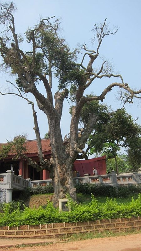 Tiếng kêu cứu của “cụ cây” già nhất Việt Nam - 3 Ngay cả chuyên gia Úc cũng đang bó tay trước tình hình sức khỏe của cụ cây