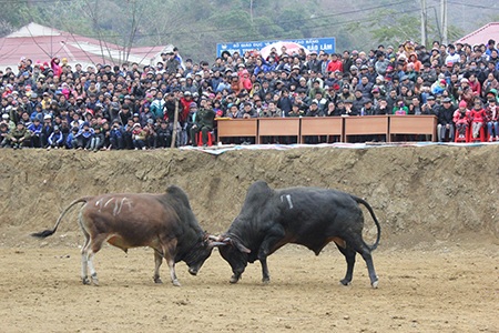 Tưng bừng cuộc thi chọi bò của người Mông - 1 Những chú bò khoẻ nhất, dũng mãnh nhất được lọt vào chung kết cuộc thi