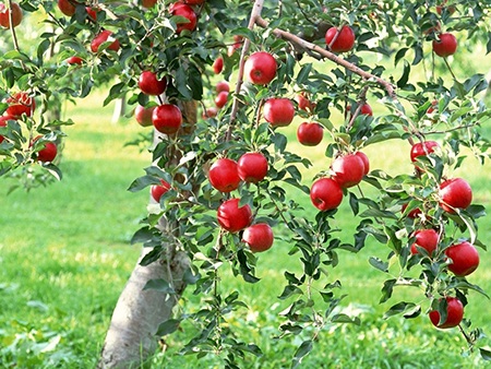 Những vườn táo trĩu quả trải dài cả km dọc hai bên đường.