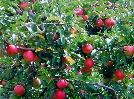 Trái táo tươi trên cành, vị ngọt mát.