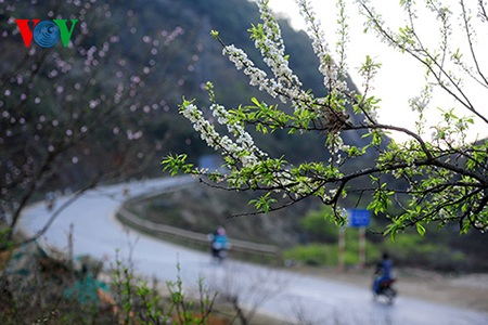 Sắc xuân trên cao nguyên Mộc Châu - 13 Những cung đường cong trên vùng đất cao nguyên tràn ngập những hoa đào, hoa mận.