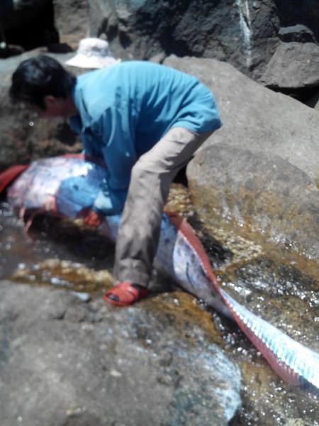 “Thủy quái” 4,2m giống rồng đã được xẻ thịt - 6 Anh
Nguyễn Văn Ánh diễn tả lại lúc đưa được thủy quái lên mặt nước.