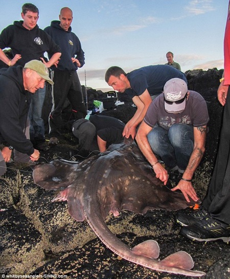 Tóm gọn quái ngư khổng lồ trên bờ biển