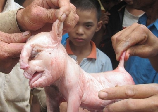 Chú
lợn có một chiếc vòi giốngȠvòi con voi, mắt nằm ngay dưới vòi