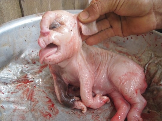 Bốɮ
chân của con lợn này cũng có nhiều nét giống chân voi