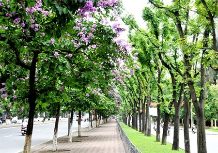  Đường Kim Mã tím màu bằng lăng khi hè sang