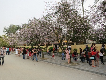 ảnh 7: Các bạn trẻ tập trung trên đường Bắc Sơn chụp
ảnh khi mùa hoa ban về