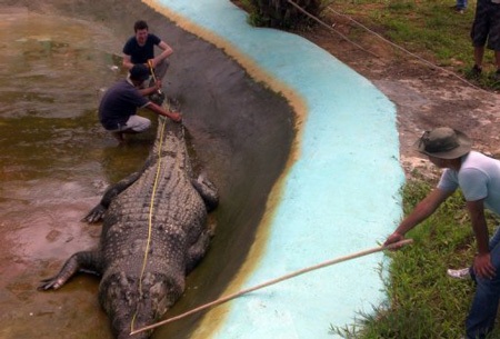Philippines bắt được cá sấu "khủng" nhất thế giới - 1 Philippines bắt được cá sấu "khủng" nhất thế giới - 1
