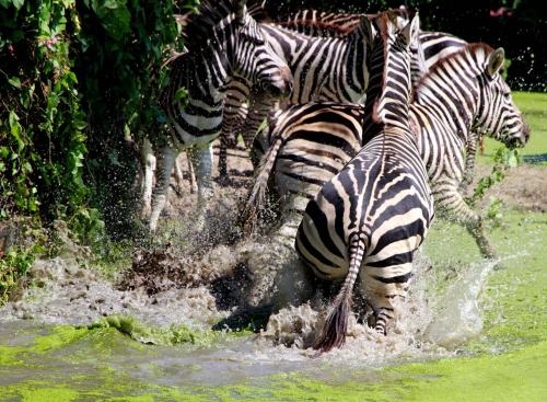 Thái Lan: Nước lụt tấn công công viên động vật hoang dã - 1 Thái Lan: Nước lụt tấn công công viên động vật hoang dã - 1