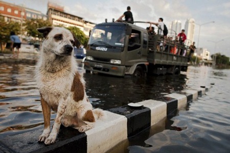 Những hình ảnh ấn tượng về lụt lội Bangkok - 8