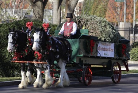 Xe ngựa chở cây thông Noel đến Nhà Trắng - 1