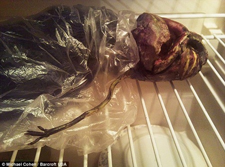 Một phụ nữ Nga tuyên bố giữ xác “người ngoài hành tinh”  - 1